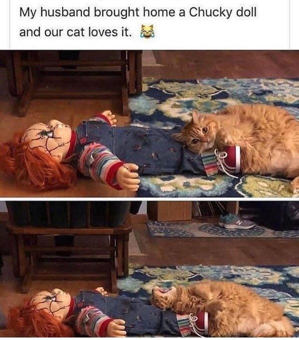 Funny Cats (31 pics)