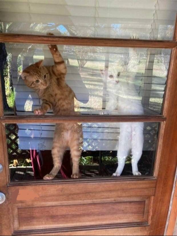 Funny Cats (31 pics)