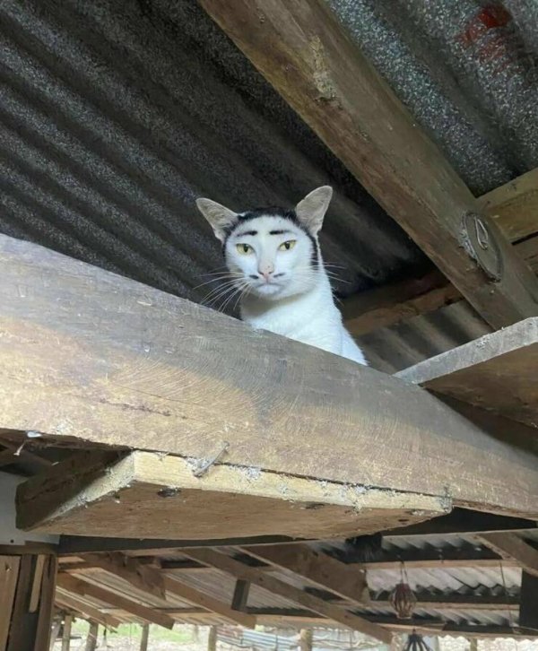 Funny Cats (31 pics)