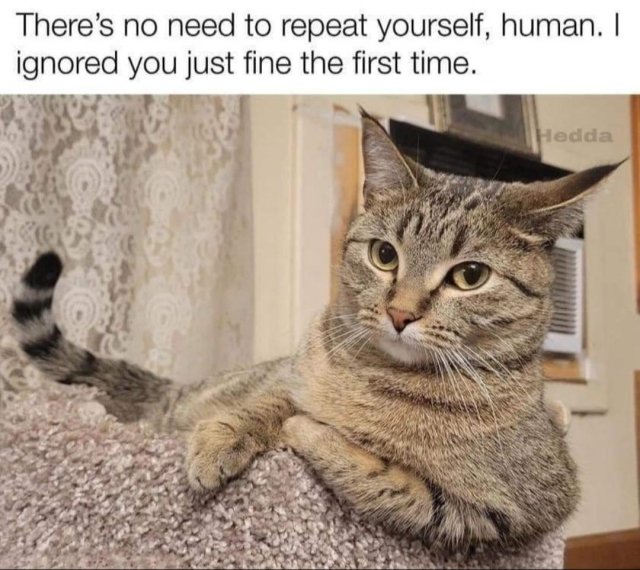 Funny Cats (31 pics)