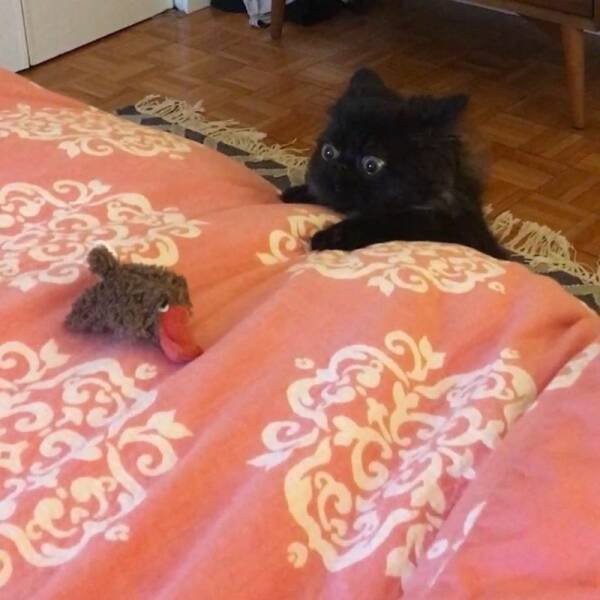 Funny Cats (31 pics)