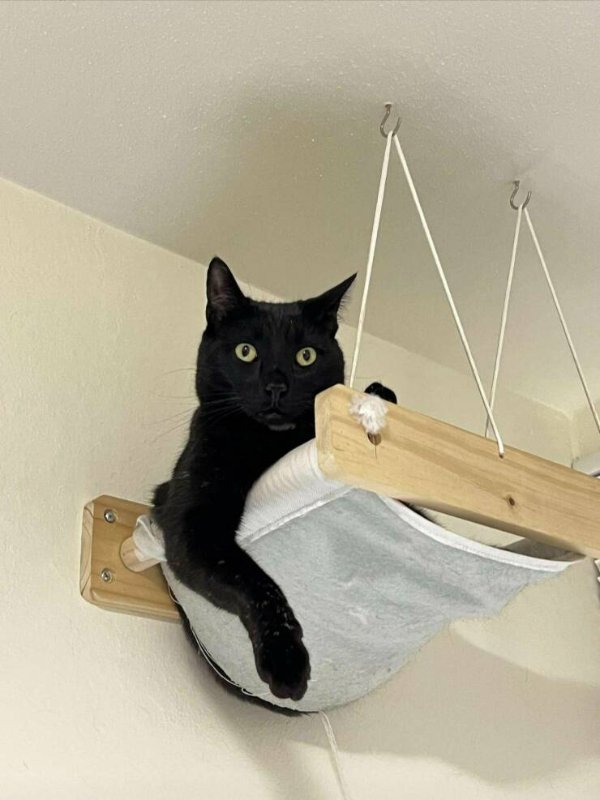 Funny Cats (31 pics)