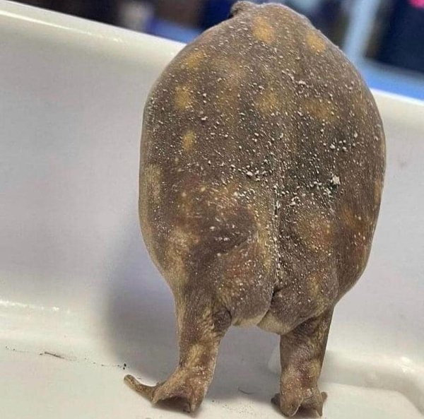 What Is Going On Here? (29 pics)