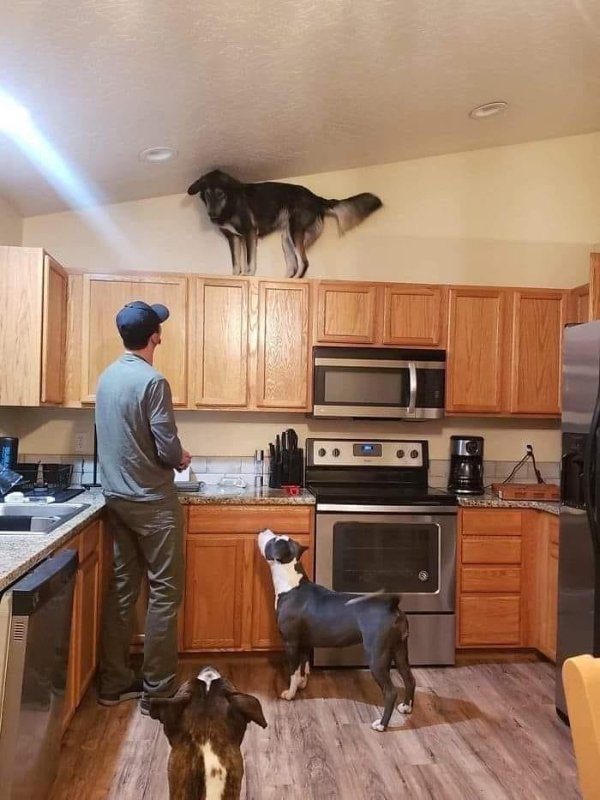 What Is Going On Here? (29 pics)