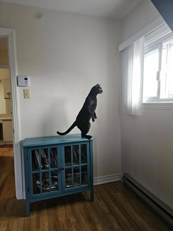 Funny Cats (31 pics)