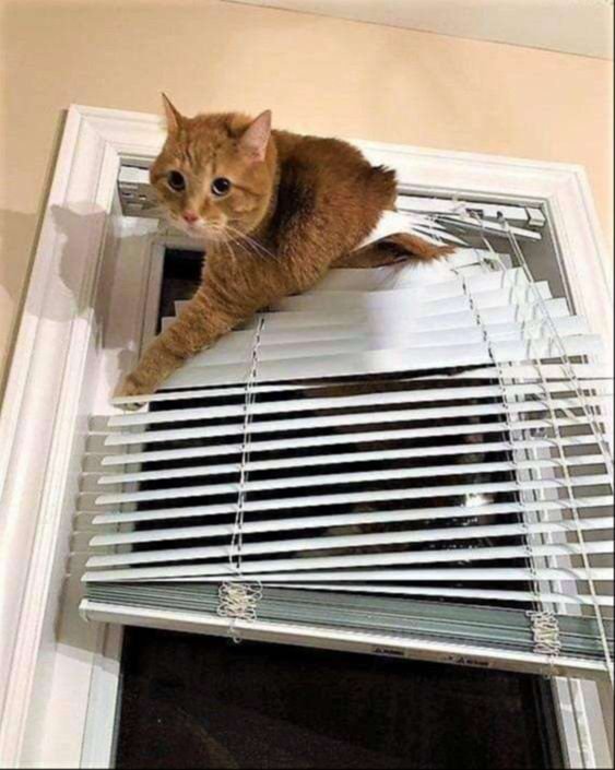 Funny Cats (31 pics)