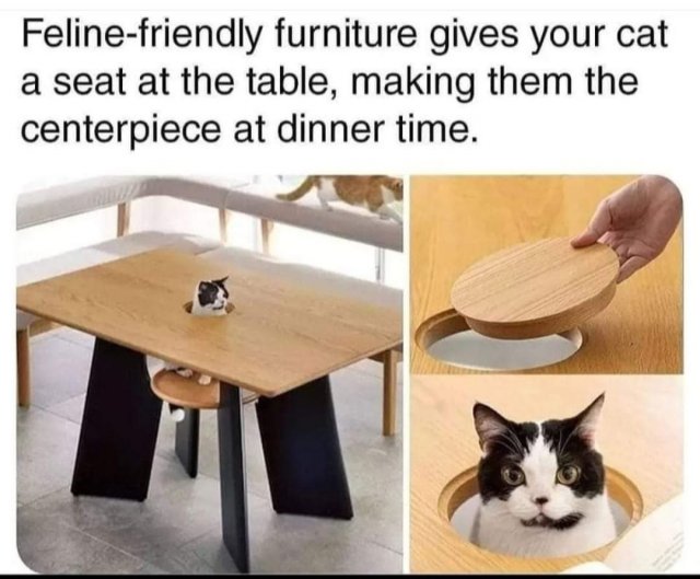 Funny Cats (31 pics)