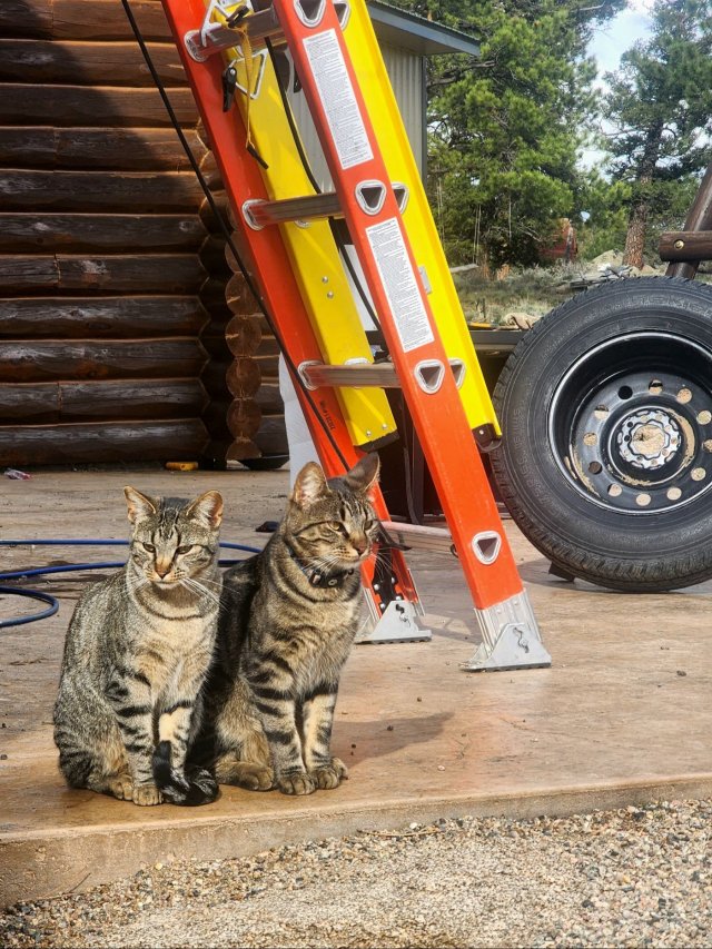 Funny Cats (31 pics)