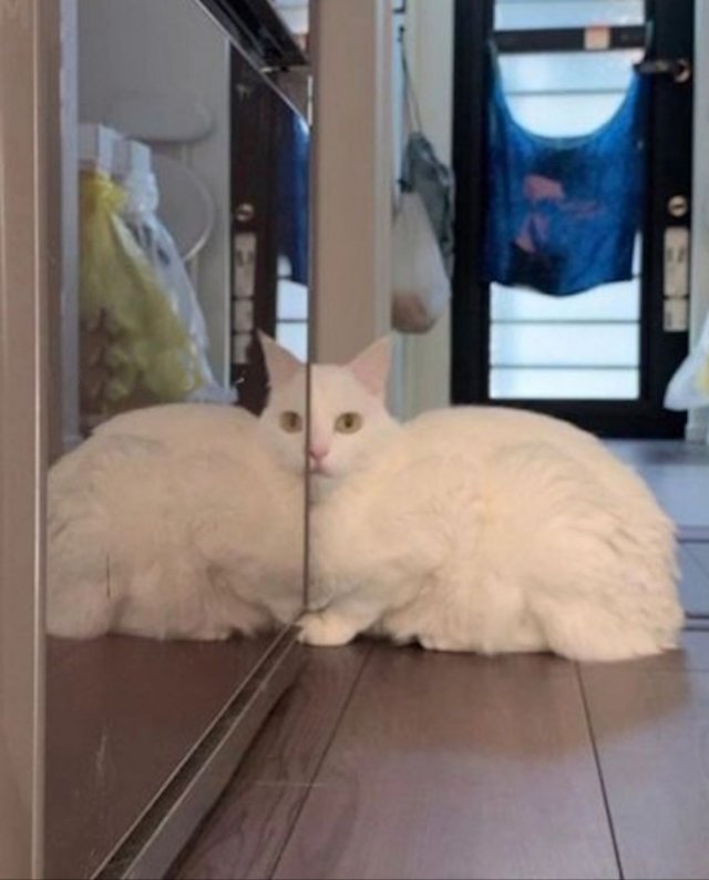 Funny Cats (31 pics)