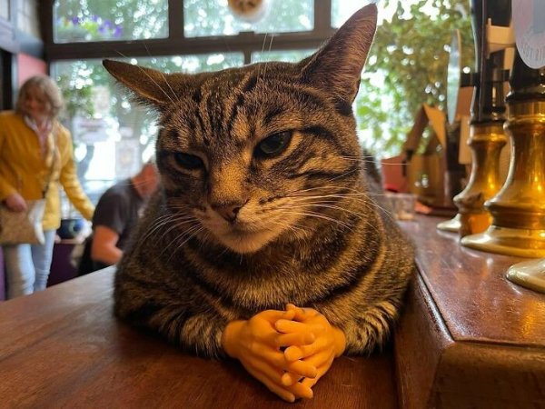 Funny Cats (31 pics)