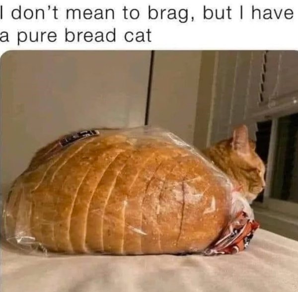Funny Cats (31 pics)