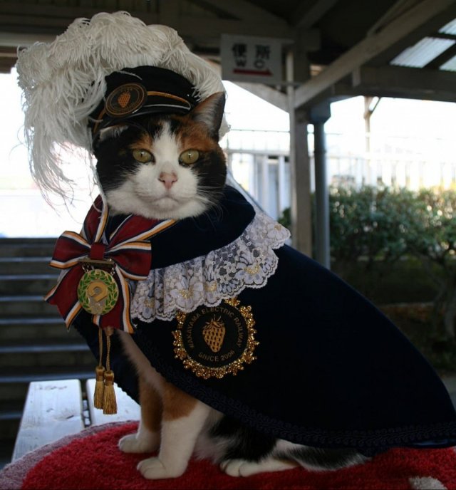 Funny Cats (31 pics)