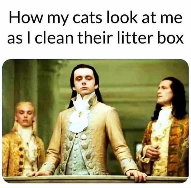 Funny Cats (31 pics)