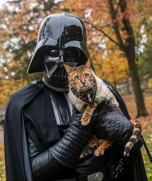 Funny Cats (31 pics)