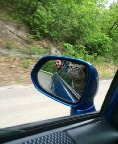 Funny Cats (31 pics)