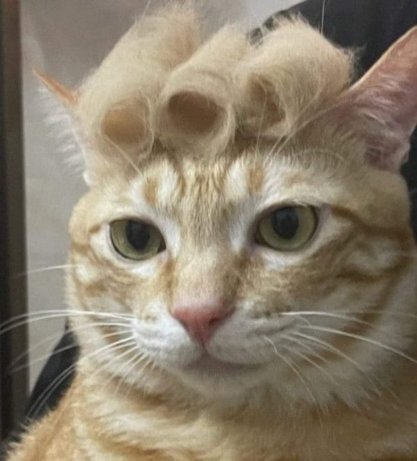 Funny Cats (31 pics)