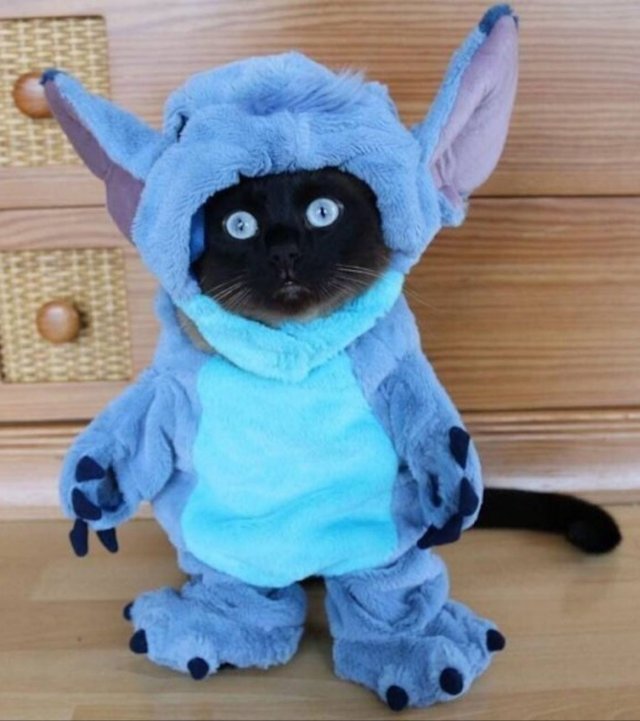 Funny Cats (31 pics)