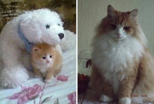 Kittens Growing Up (24 pics)