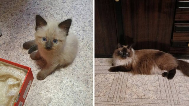 Kittens Growing Up (24 pics)