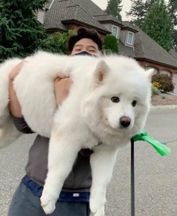 Giant Dogs (16 pics)