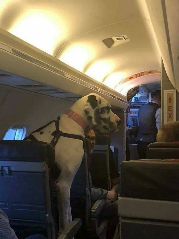 Giant Dogs (16 pics)