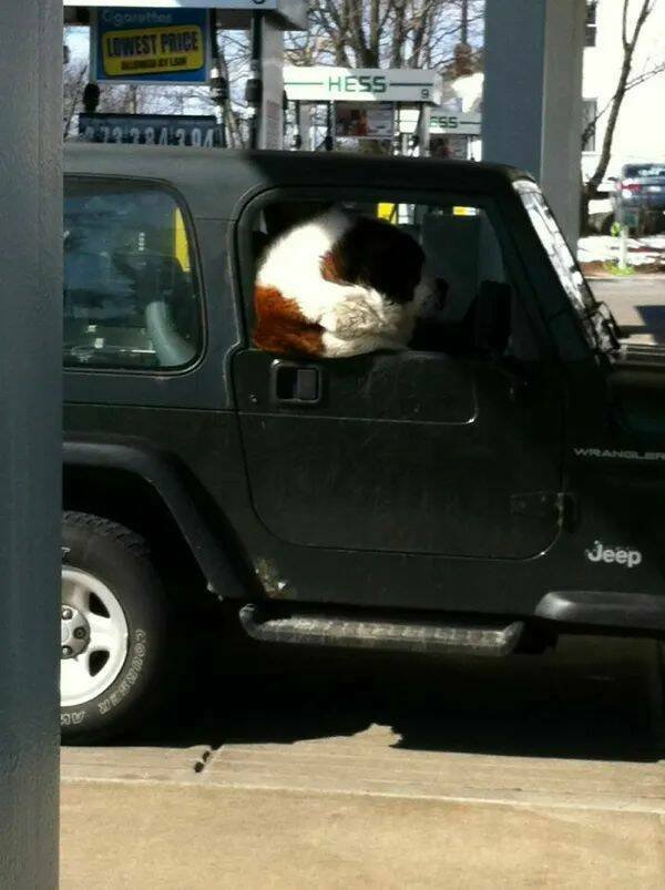 Giant Dogs (16 pics)