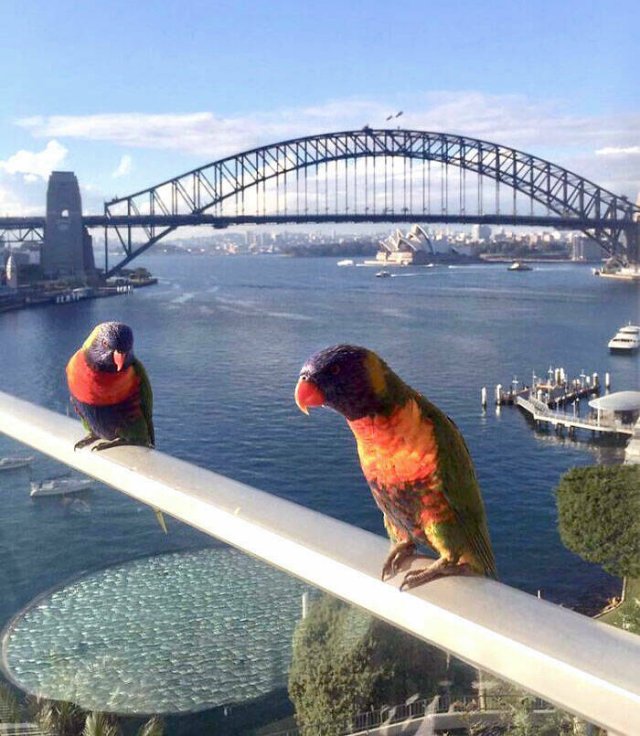 Cute And Funny Animals (26 pics) Cute And Funny Animals (26 pics)