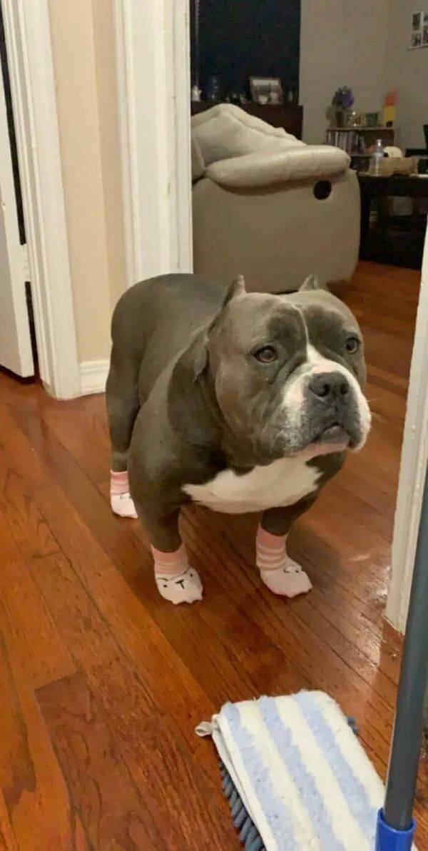 Giant Dogs (16 pics)