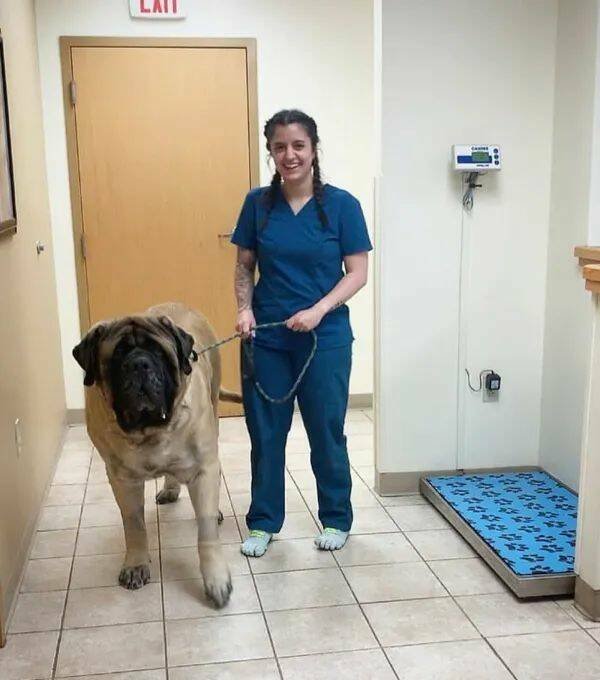 Giant Dogs (16 pics)