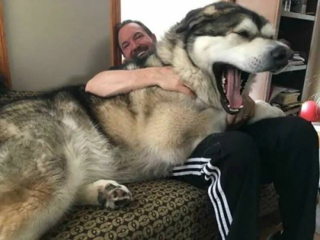 Giant Dogs (16 pics)
