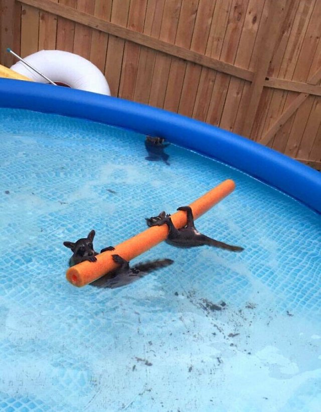 Cute And Funny Animals (26 pics) Cute And Funny Animals (26 pics)