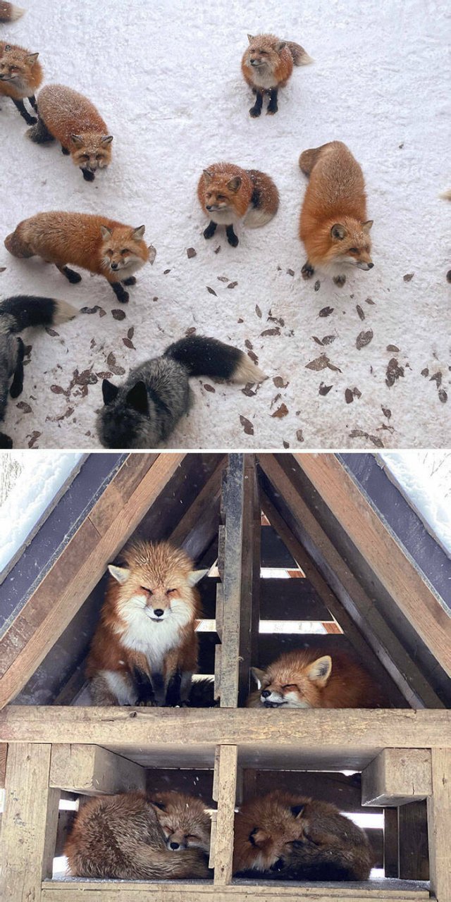Cute And Funny Animals (26 pics) Cute And Funny Animals (26 pics)