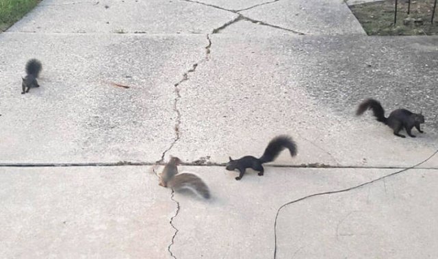 Cute And Funny Animals (26 pics)