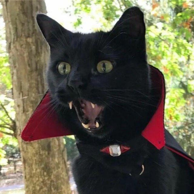Funny Cats (34 pics)