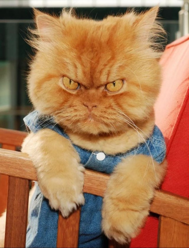 Funny Cats (34 pics)