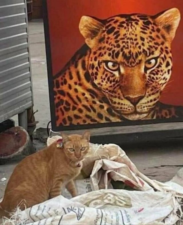 Funny Cats (34 pics)