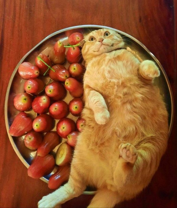 Funny Cats (34 pics)