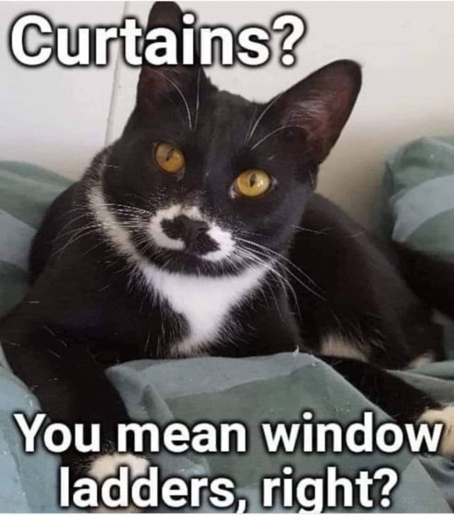 Funny Cats (34 pics)