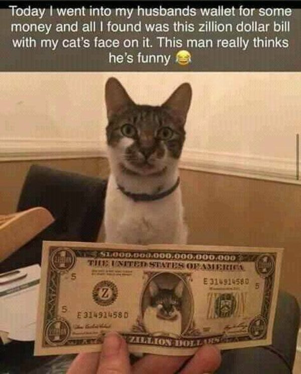 Funny Cats (34 pics)