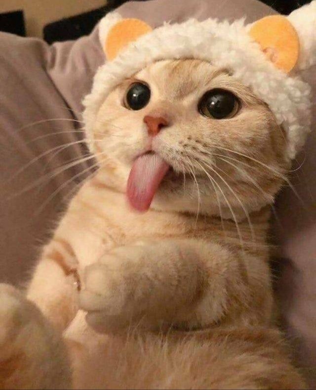 Funny Cats (34 pics)