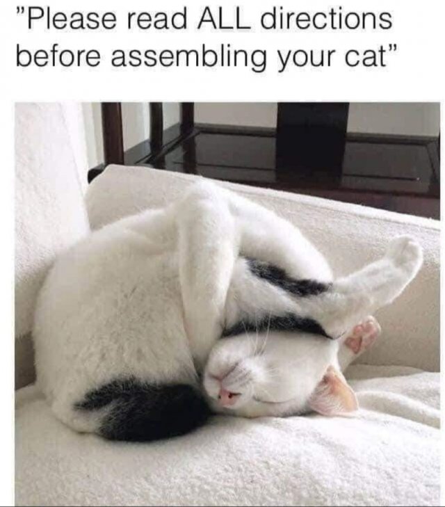 Funny Cats (34 pics)