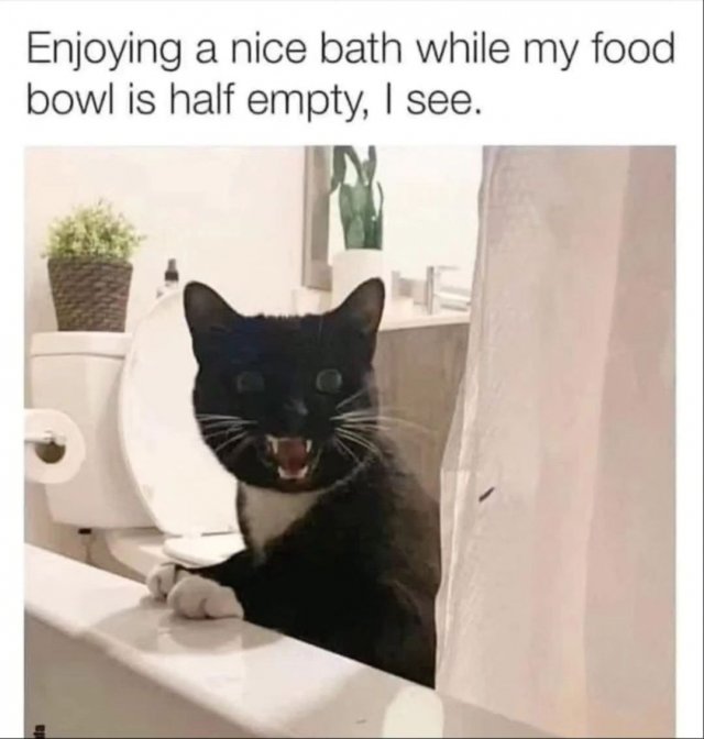 Funny Cats (34 pics)