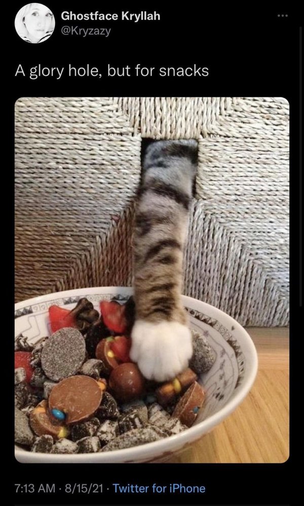 Funny Cats (34 pics)