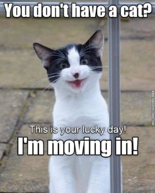 Funny Cats (34 pics)