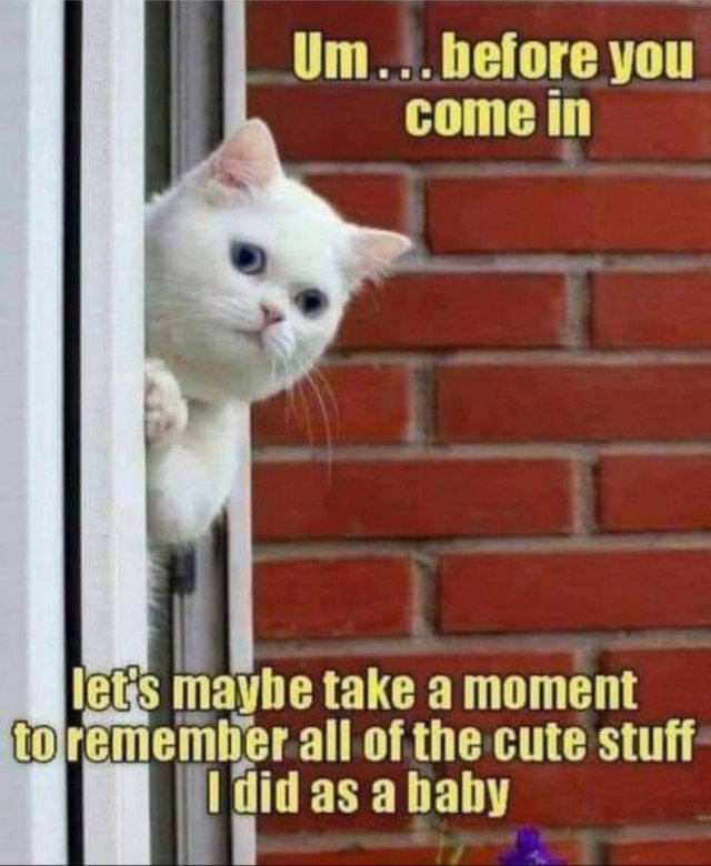 Funny Cats (34 pics)
