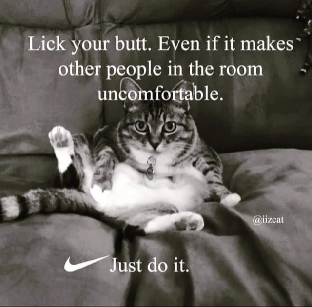 Funny Cats (34 pics)