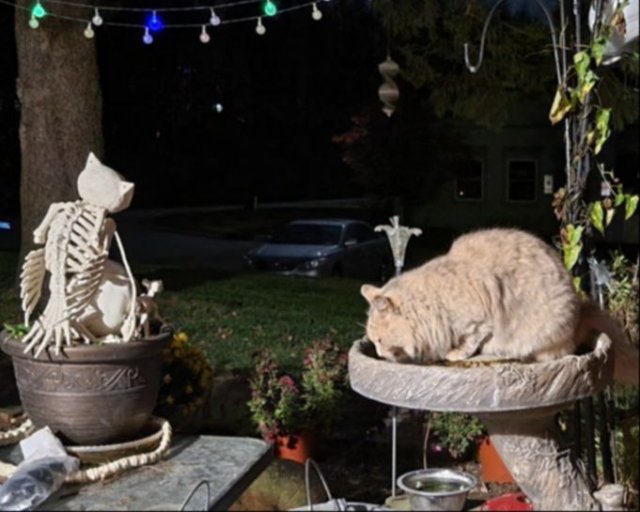 Funny Cats (34 pics)