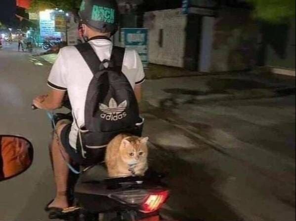 Funny Cats (34 pics)