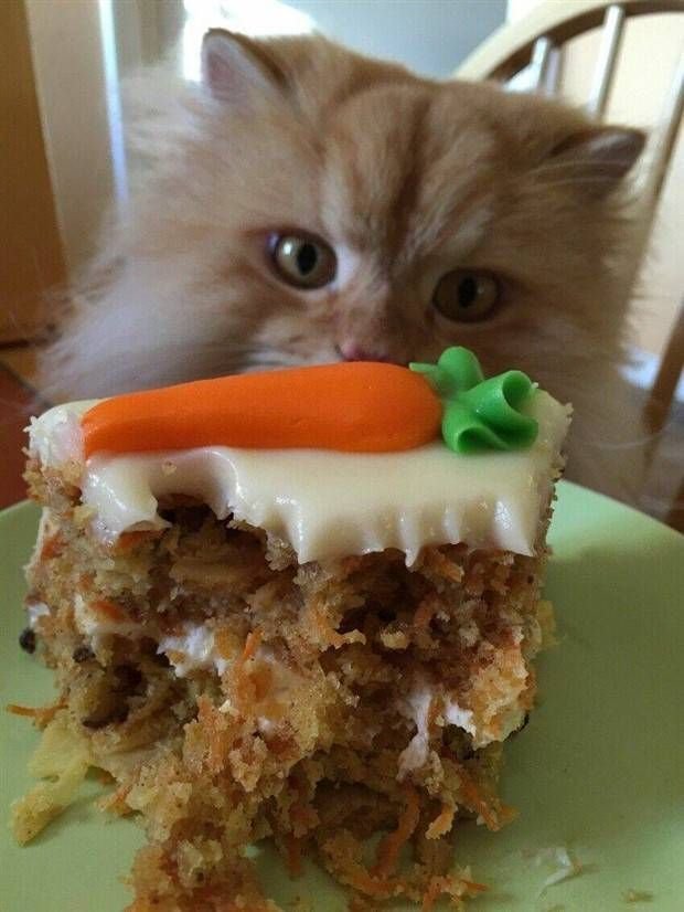 Funny Cats (34 pics)