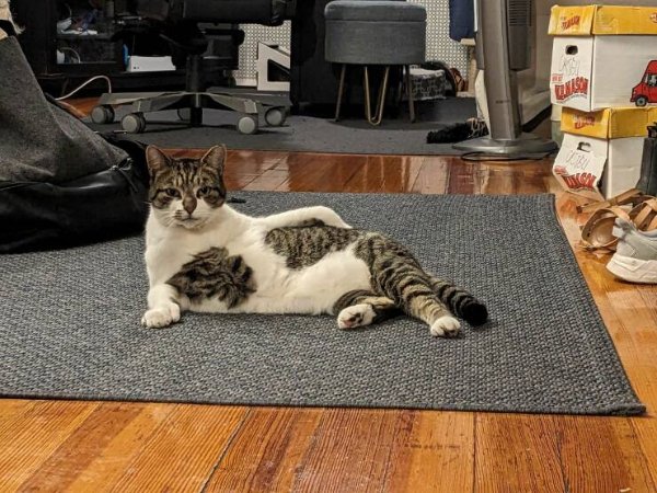 Funny Cats (34 pics)